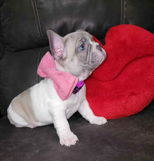 French Bulldog Puppies media 3