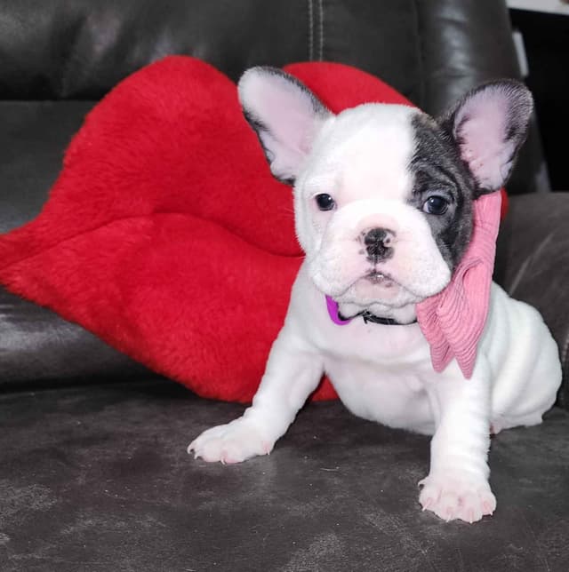 French Bulldog Puppies media 4