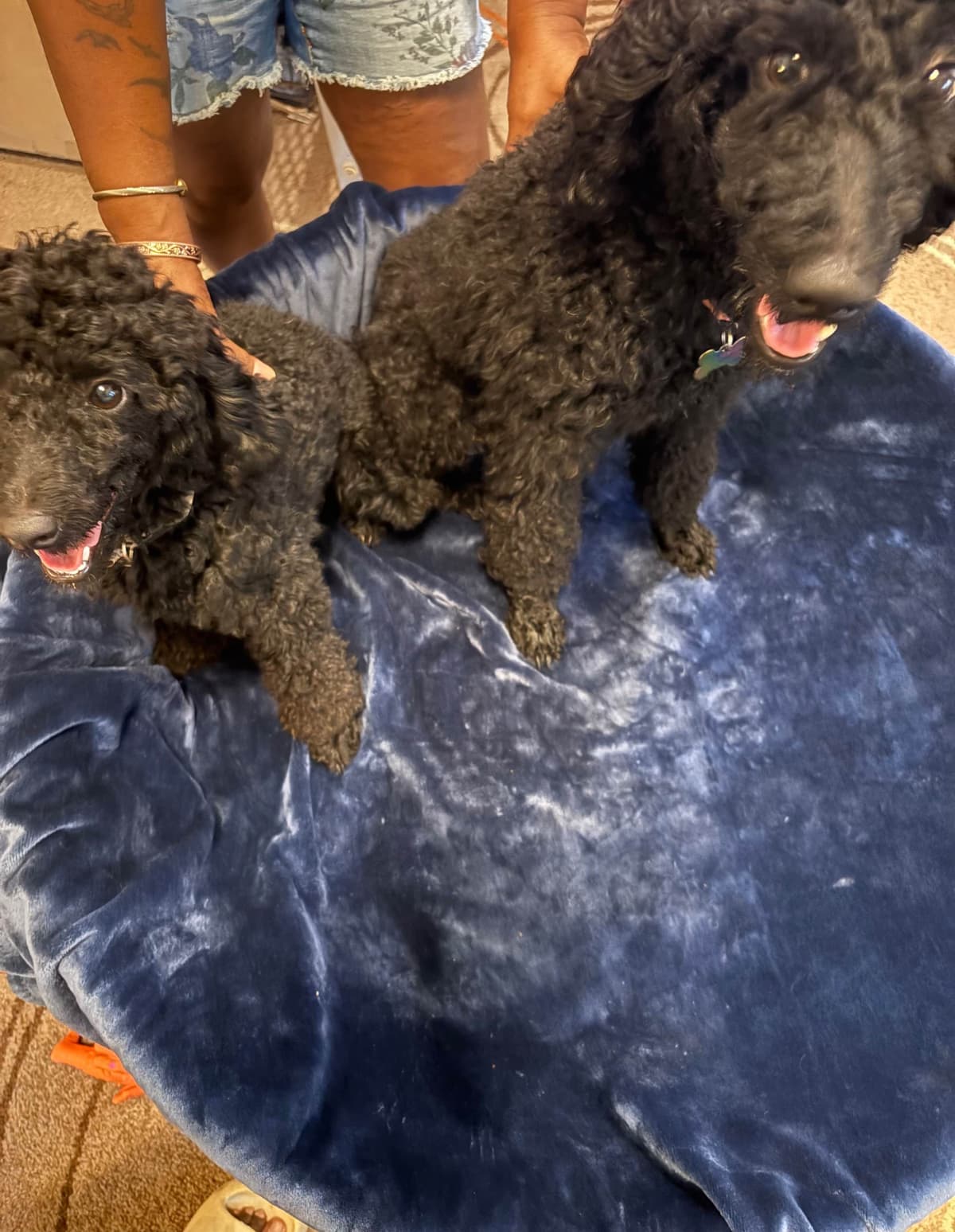 Poodle Puppies breeder image 1