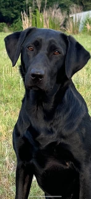 Labrador Retriever Puppies media 4