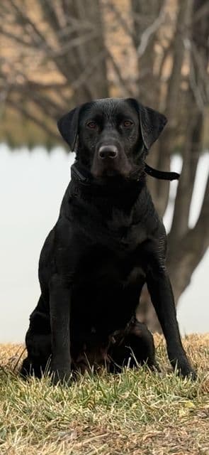 Labrador Retriever Puppies media 6