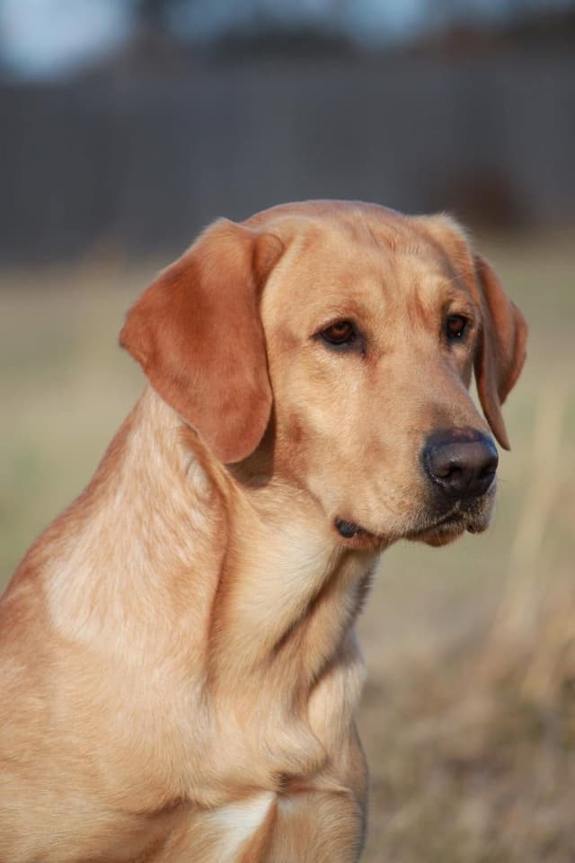 Labrador Retriever Puppies media 8