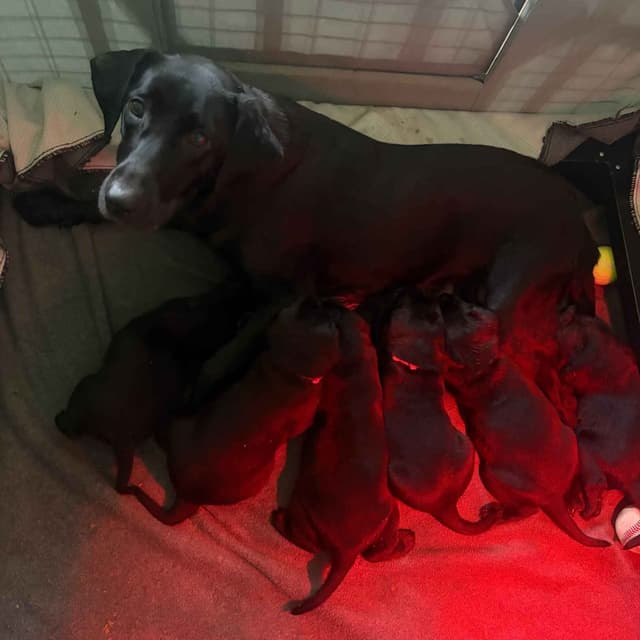 Labrador Retriever Puppies media 9