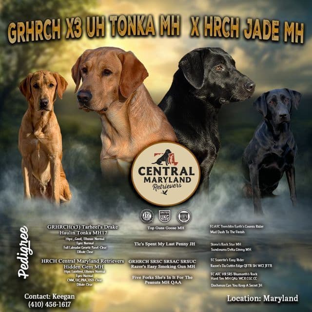 Labrador Retriever Puppies media 10
