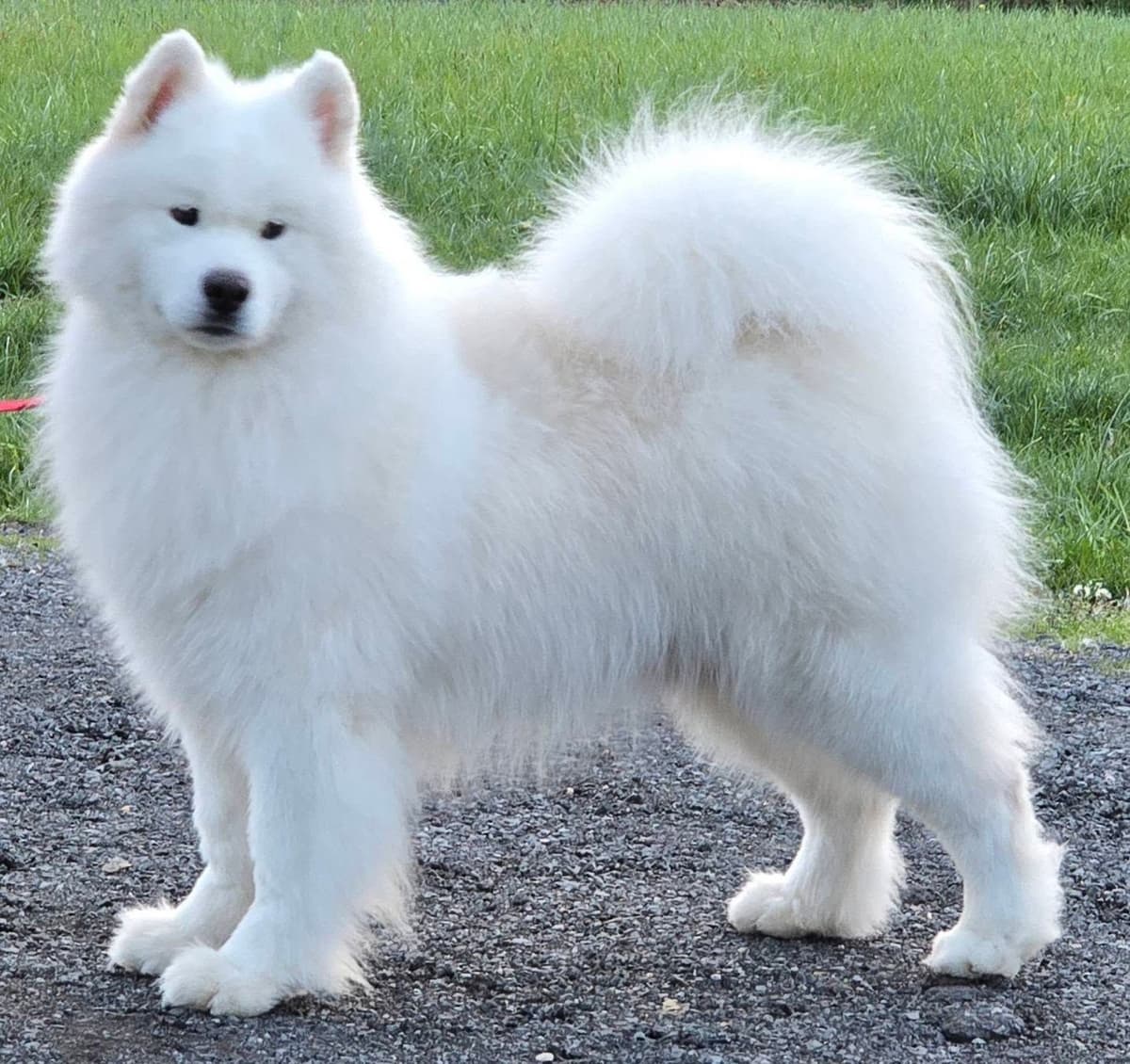 Samoyed Puppies breeder image 2