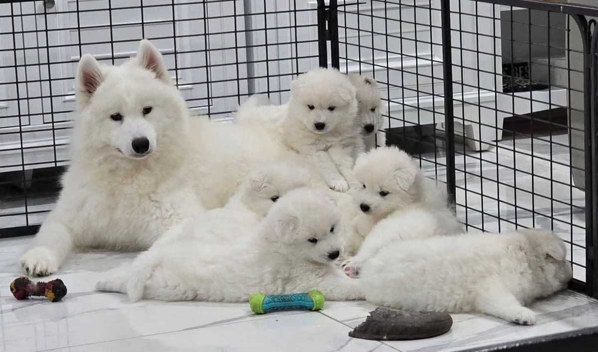 Samoyed Puppies breeder image 3
