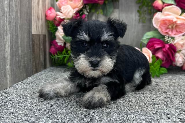Miniature Schnauzer Puppies media 2