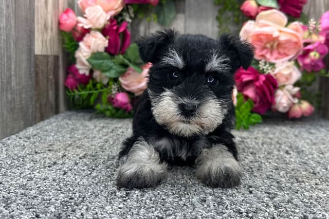 Miniature Schnauzer Puppies media 3