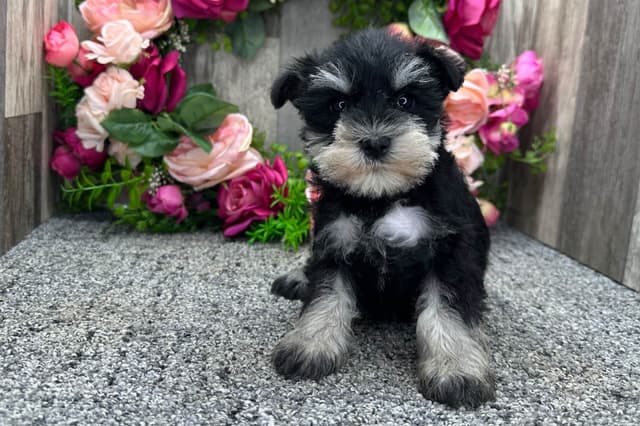 Miniature Schnauzer Puppies media 4