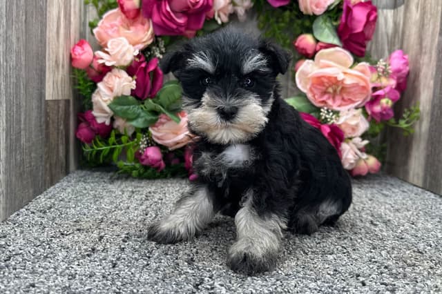 Miniature Schnauzer Puppies media 5