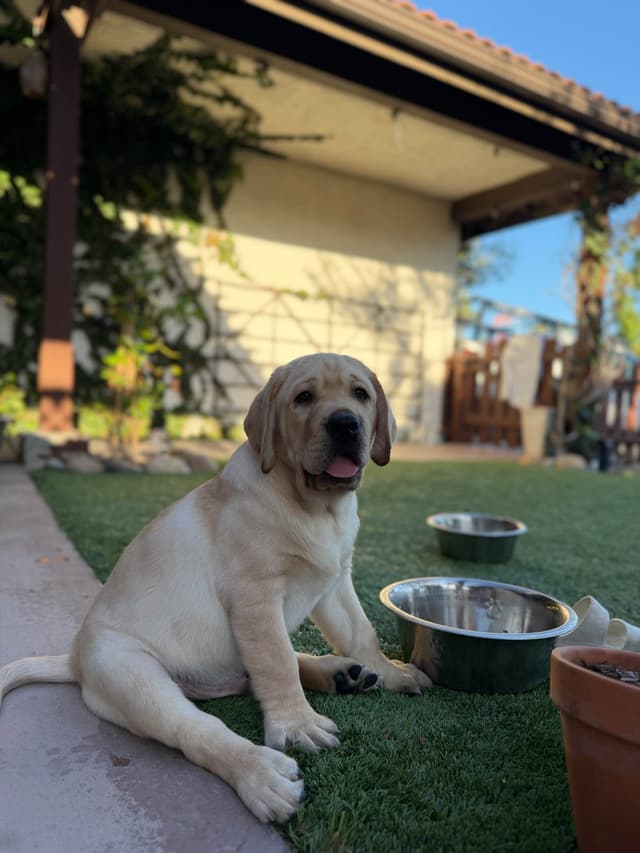Labrador Retriever Puppies media 7