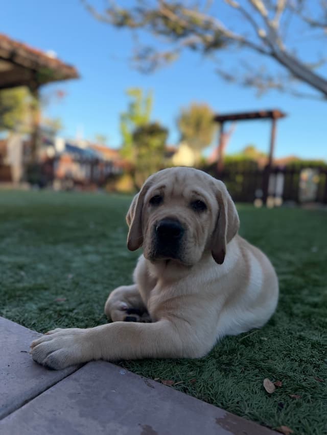 Labrador Retriever Puppies media 2