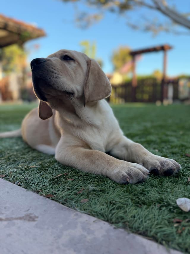 Labrador Retriever Puppies media 4