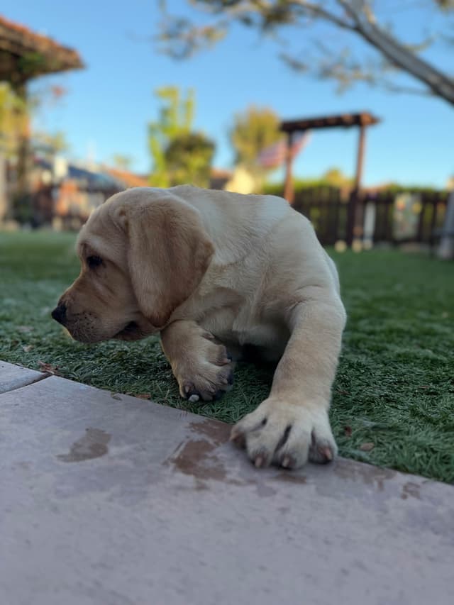 Labrador Retriever Puppies media 3