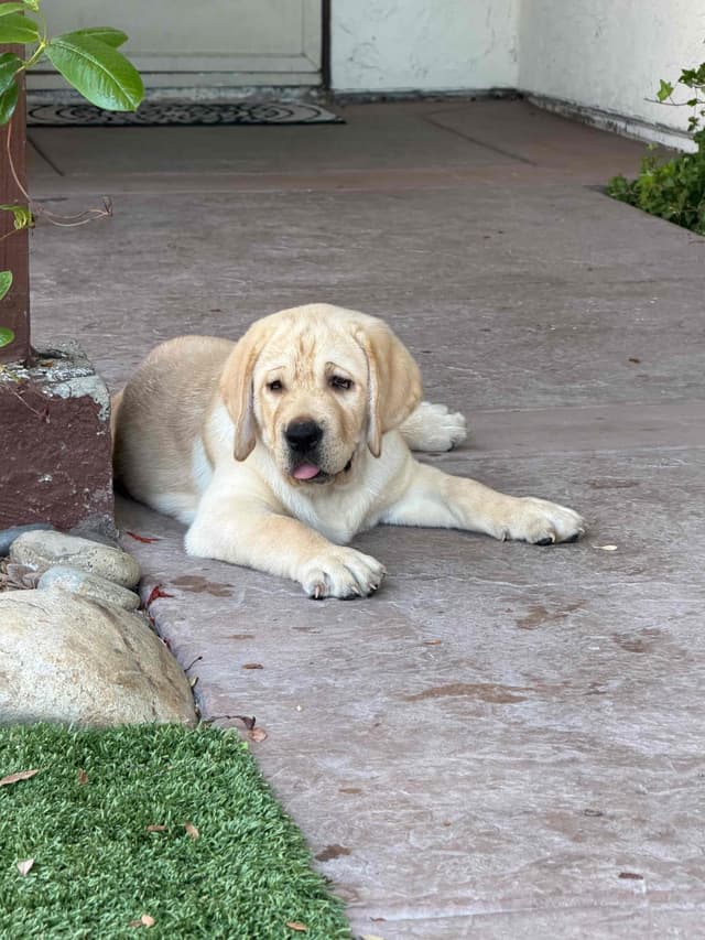Labrador Retriever Puppies media 6