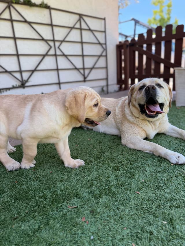 Labrador Retriever Puppies media 12