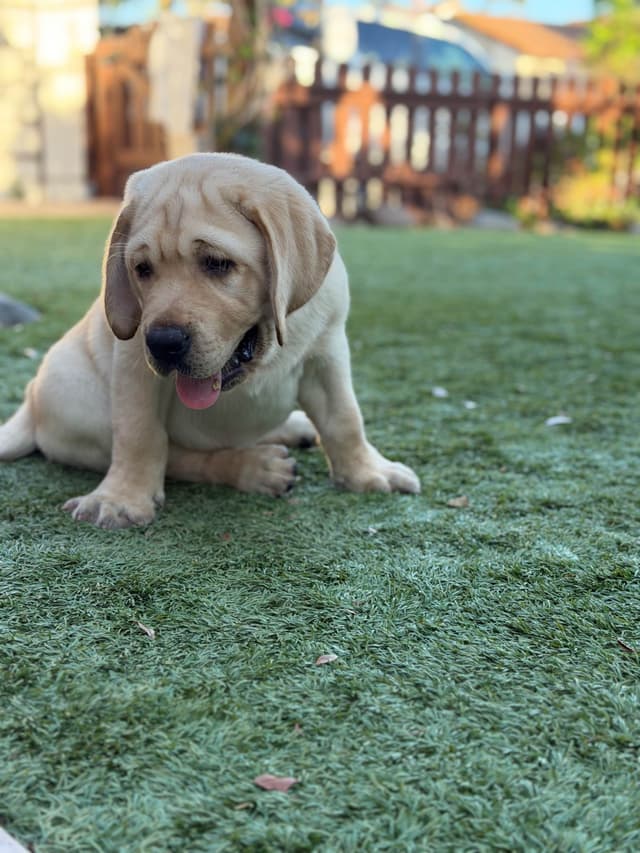 Labrador Retriever Puppies media 9