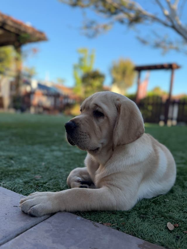 Labrador Retriever Puppies media 10