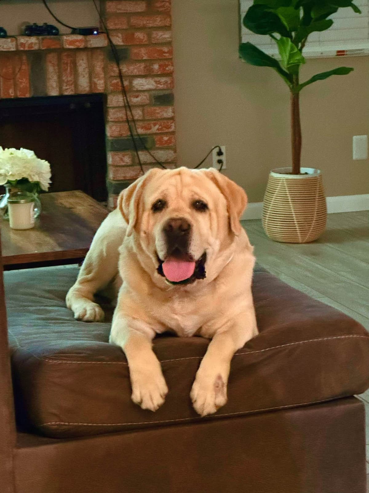 Labrador Retriever Puppies breeder image 5