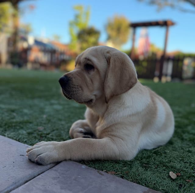 Labrador Retriever Puppies media 11