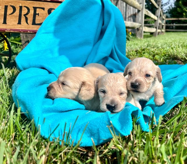 JUST LISTED❤️Long Haired Dachshund Puppies🐾Text or Call 717-201-9727 media 2