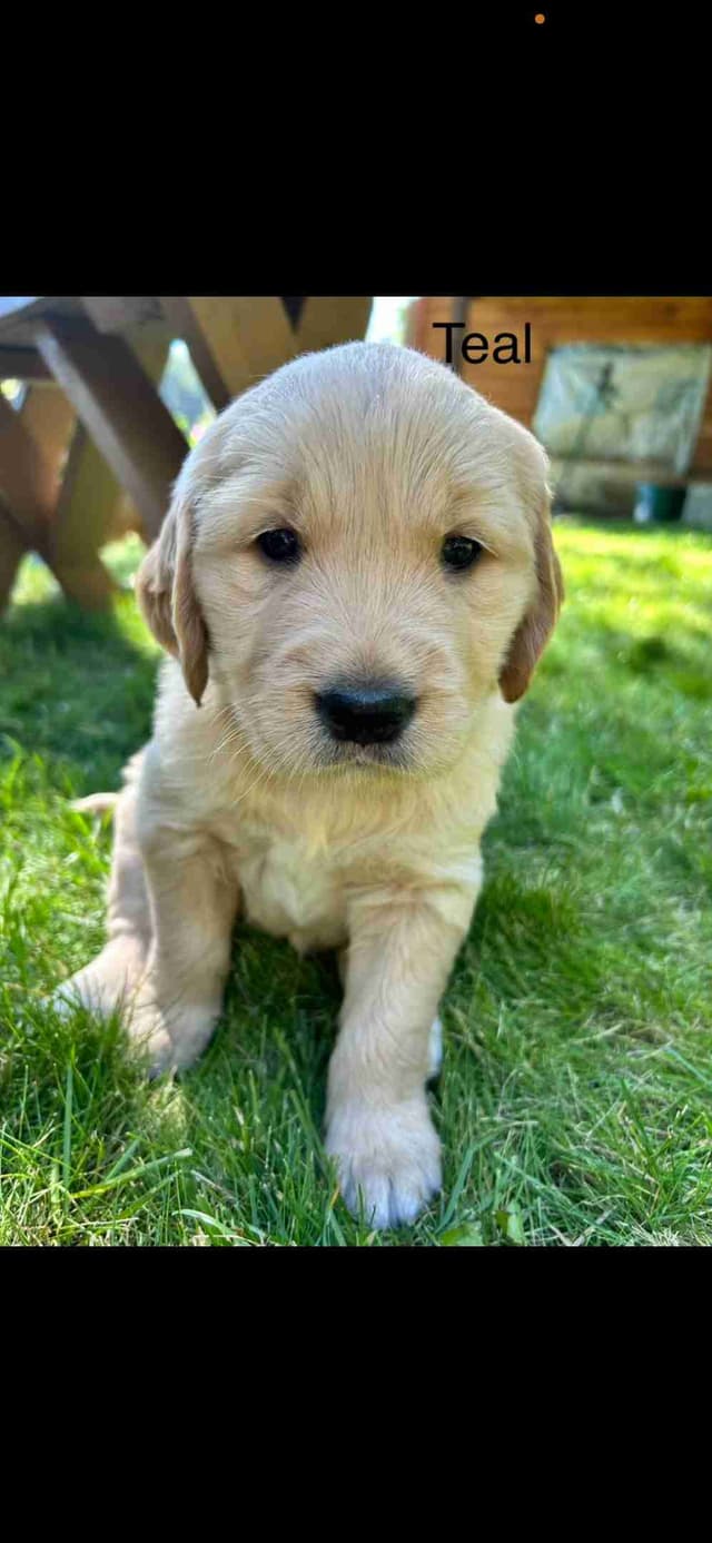 Golden Retriever Puppies media 2