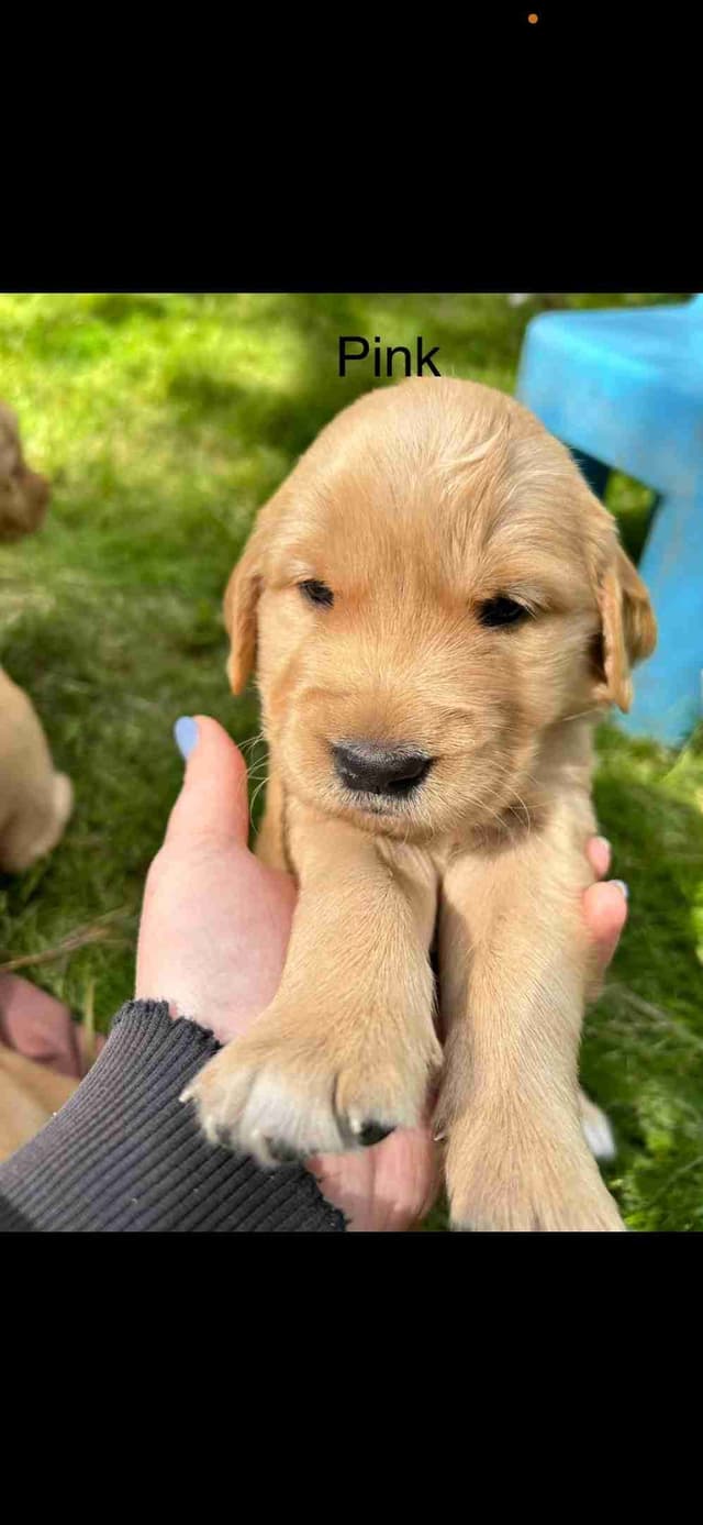 Golden Retriever Puppies media 3
