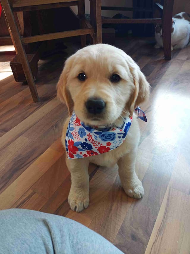 Golden Retriever Puppies media 4