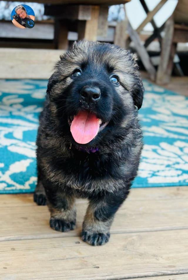 Samhain Shepherd's German Shepherd Puppies, Family Forward Temperments media 3