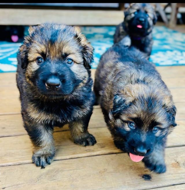 Samhain Shepherd's German Shepherd Puppies, Family Forward Temperments media 5
