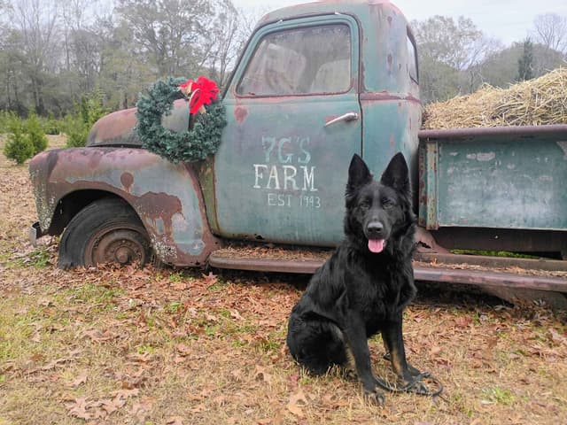 Samhain Shepherd's German Shepherd Puppies, Family Forward Temperments media 8