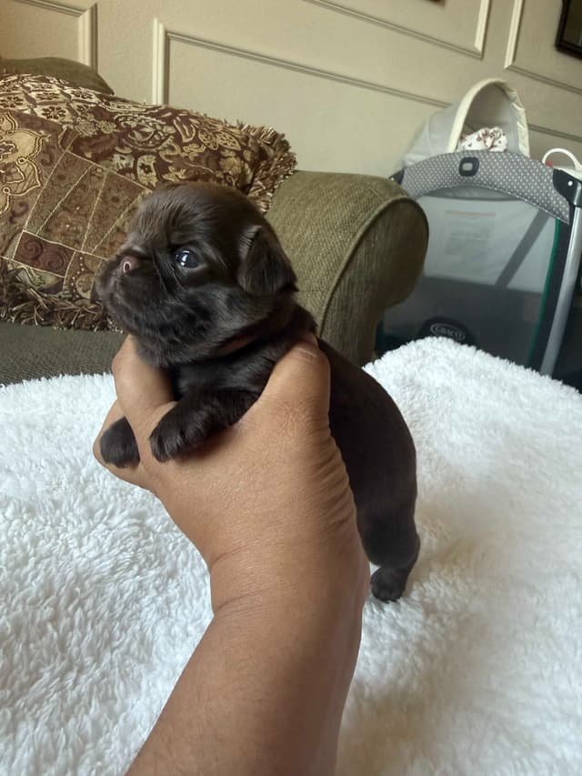 Brussels Griffon Puppies media 2
