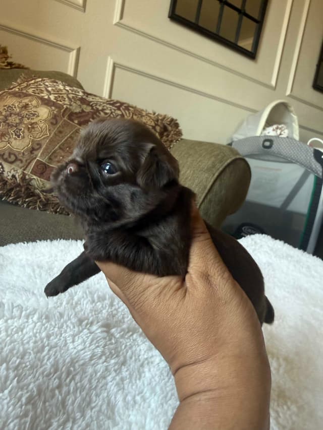 Brussels Griffon Puppies media 4
