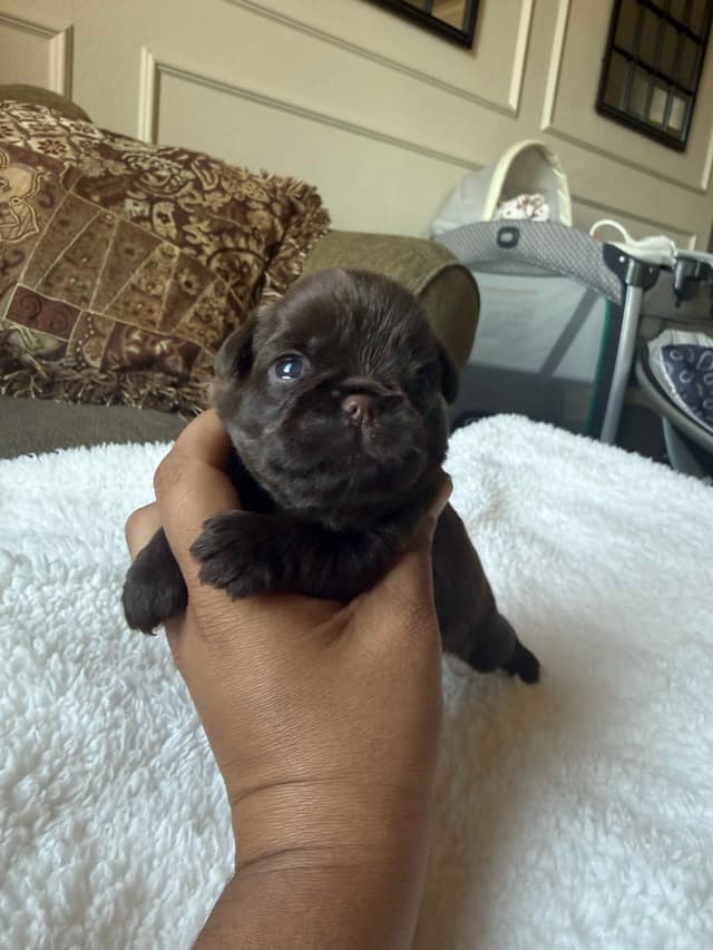 Brussels Griffon Puppies media 3
