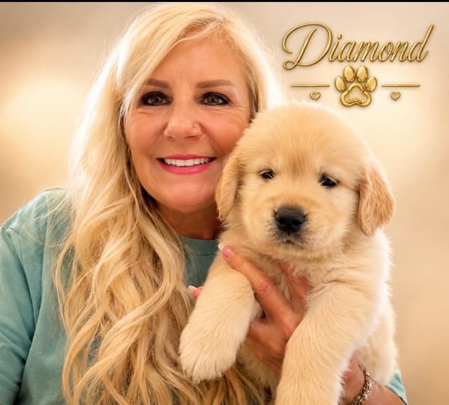 Golden Retriever Puppies media 7