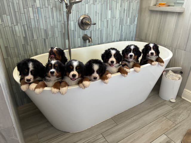 Bernese Mountain Dog Puppies media 2