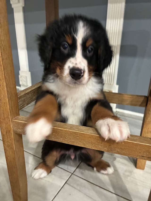 Bernese Mountain Dog Puppies media 3