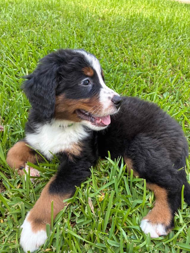 Bernese Mountain Dog Puppies media 4