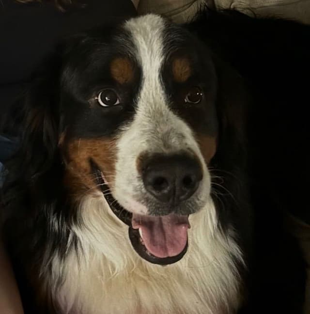 Bernese Mountain Dog Puppies media 5