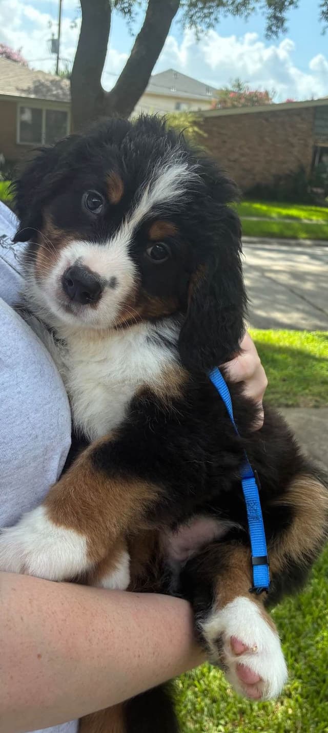 Bernese Mountain Dog Puppies media 6