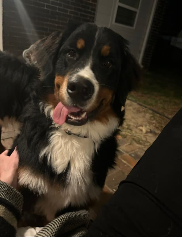 Bernese Mountain Dog Puppies media 7