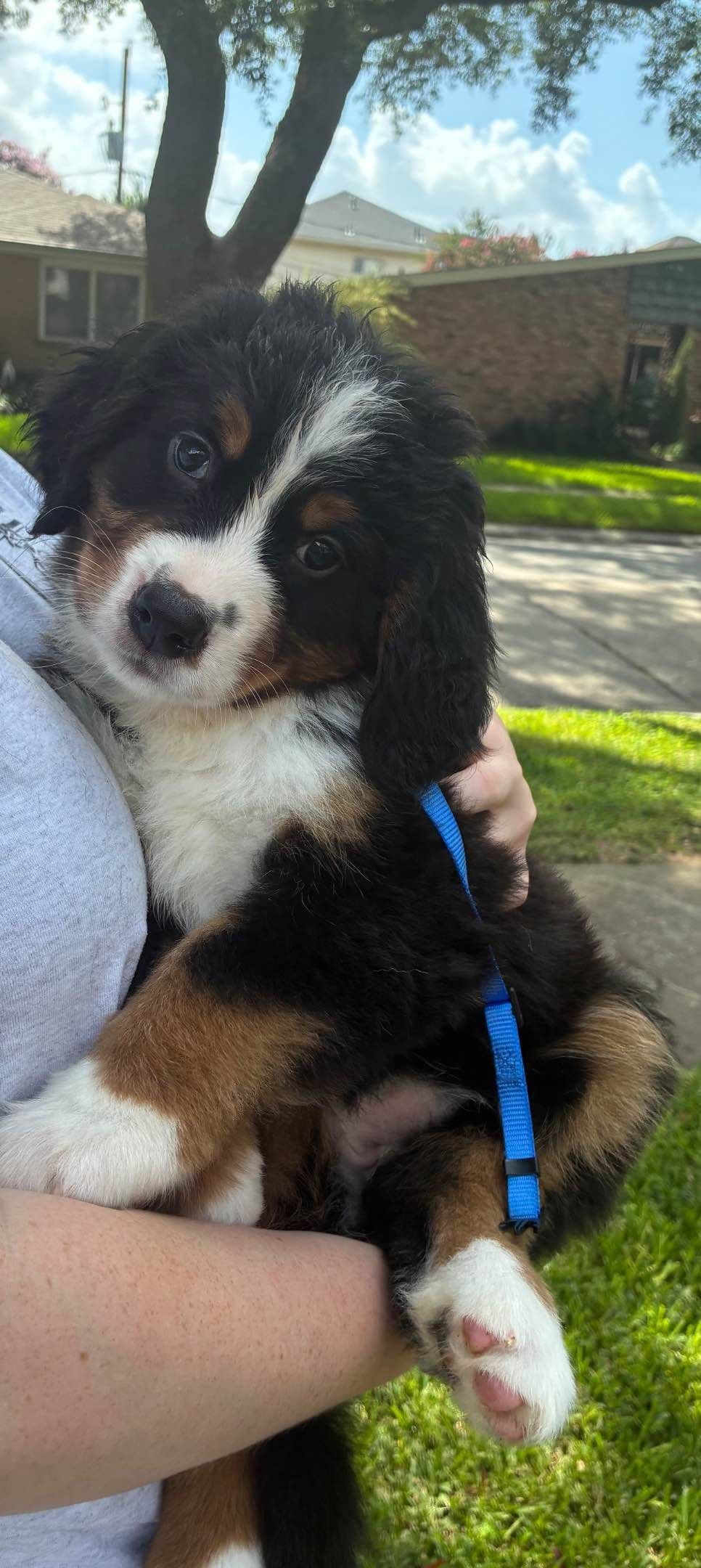 Bernese Mountain Dog Puppies breeder image 1