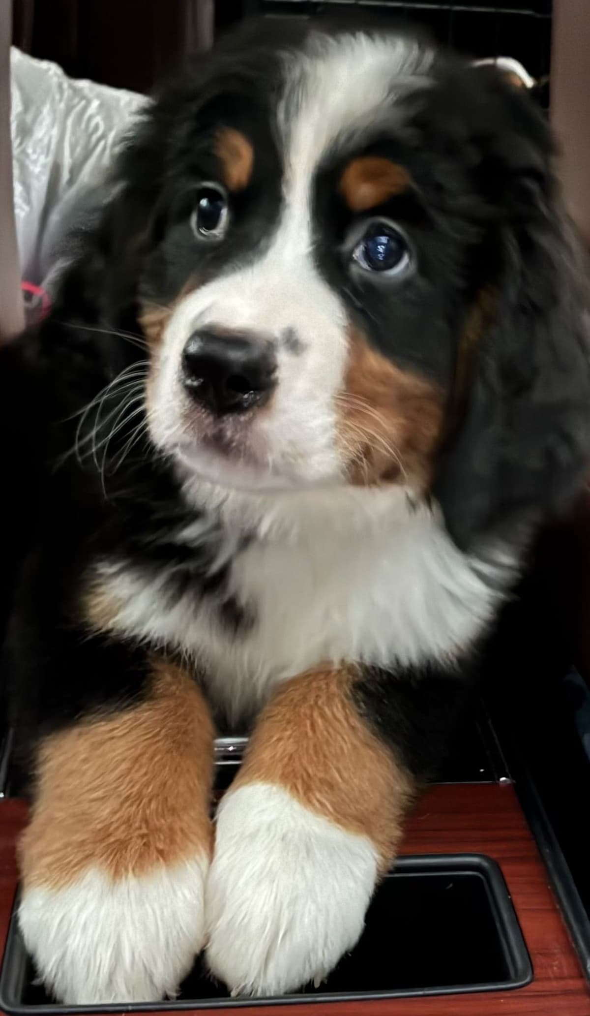 Bernese Mountain Dog Puppies breeder image 2