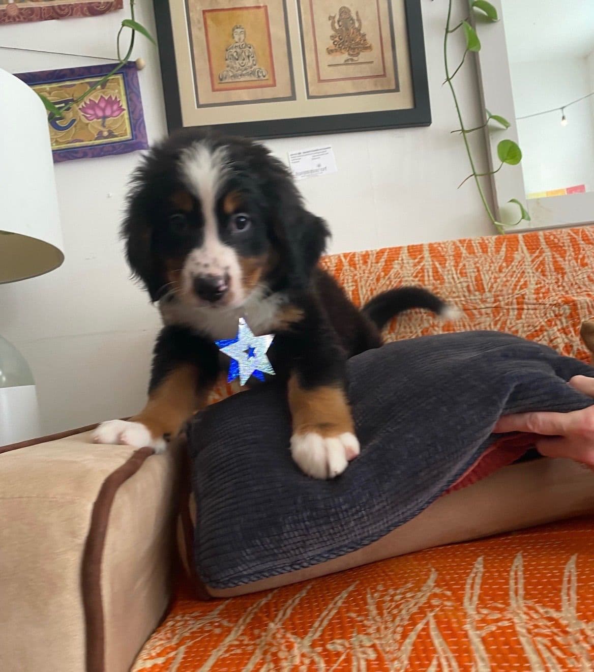 Bernese Mountain Dog Puppies breeder image 3