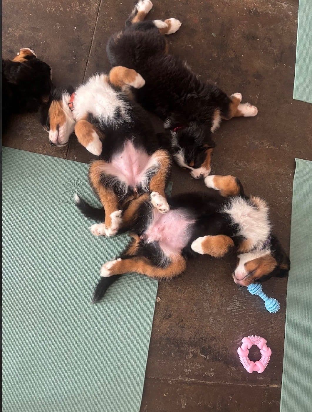 Bernese Mountain Dog Puppies breeder image 4