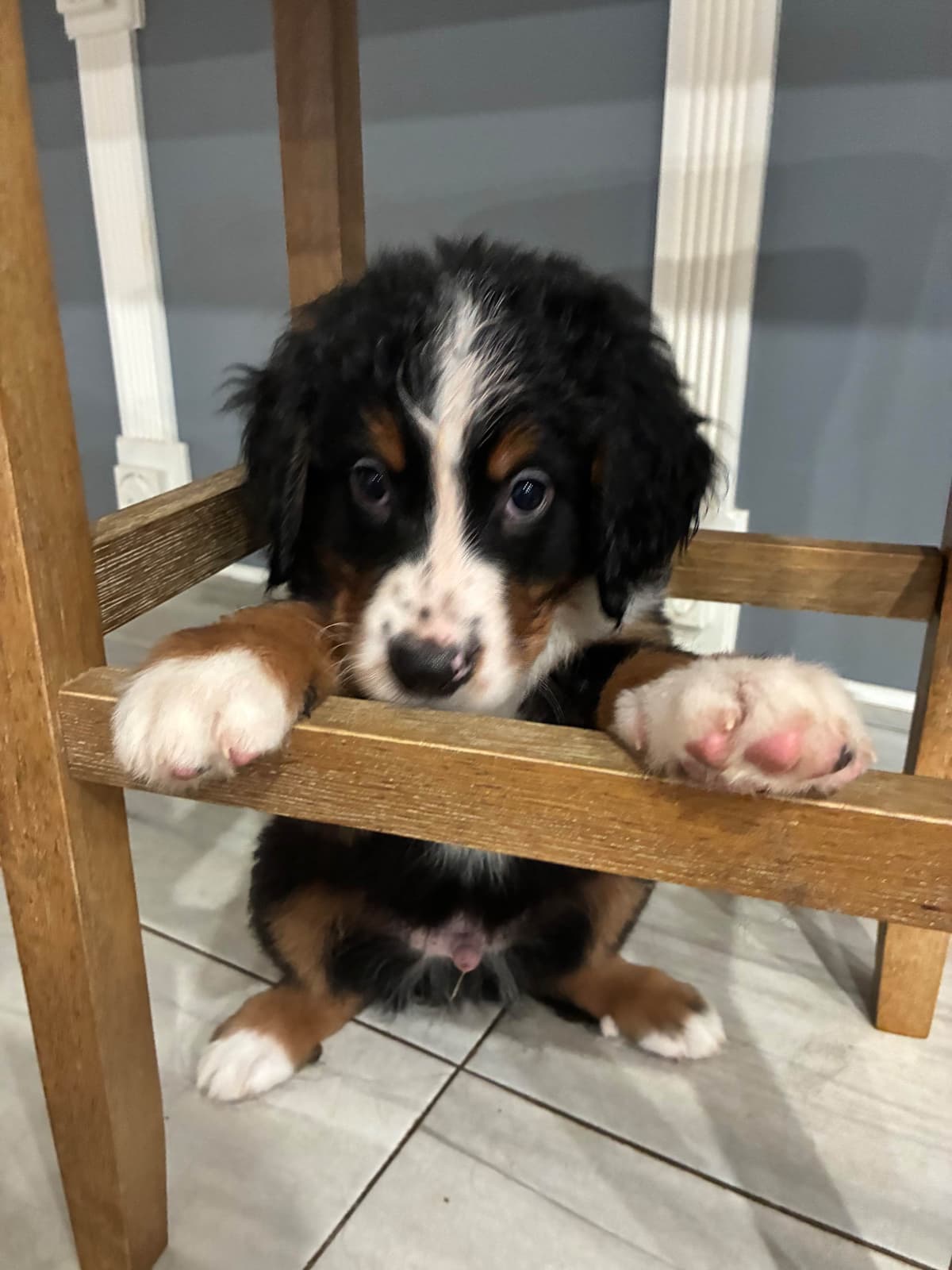 Bernese Mountain Dog Puppies breeder image 5