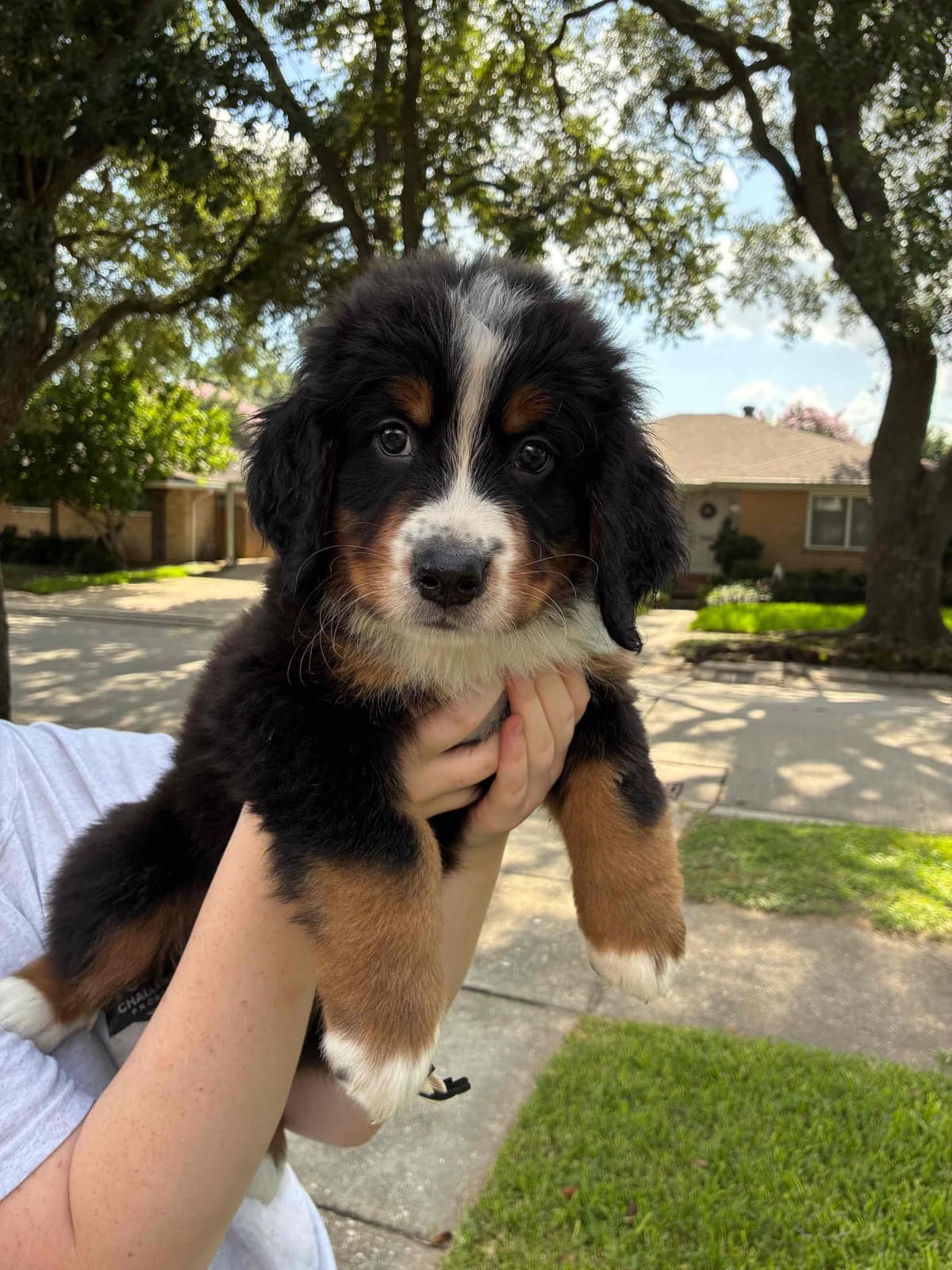 Bernese Mountain Dog Puppies breeder image 6