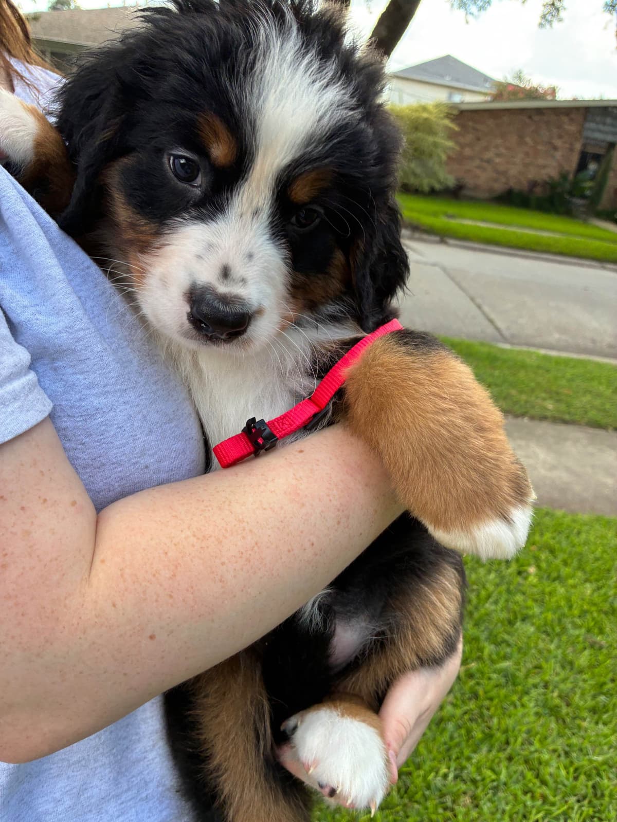 Bernese Mountain Dog Puppies breeder image 8