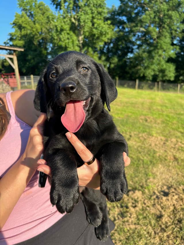 Labrador Retriever Puppies media 2