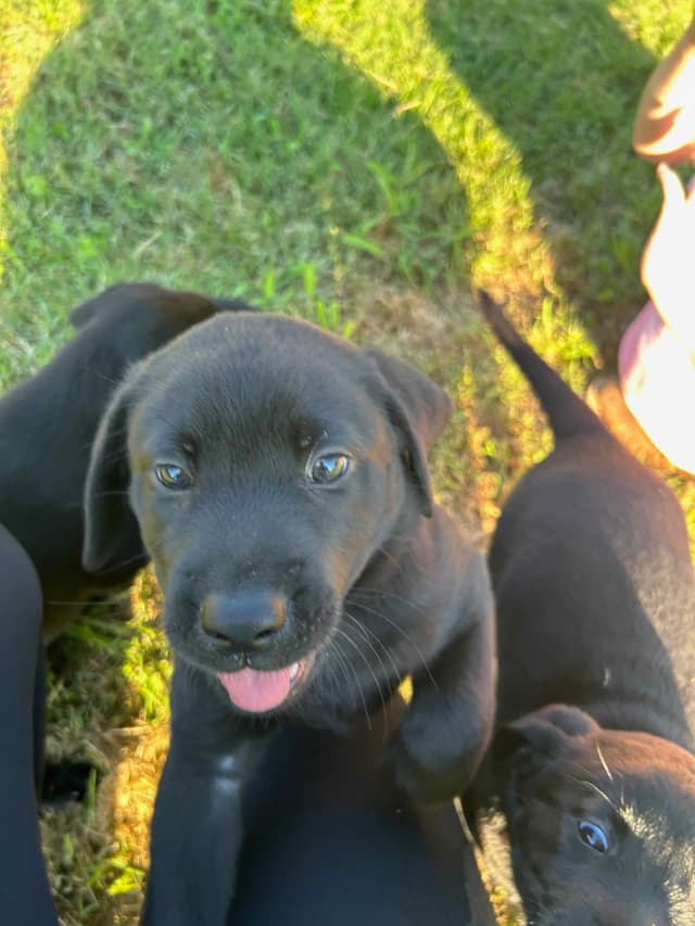 Labrador Retriever Puppies media 3